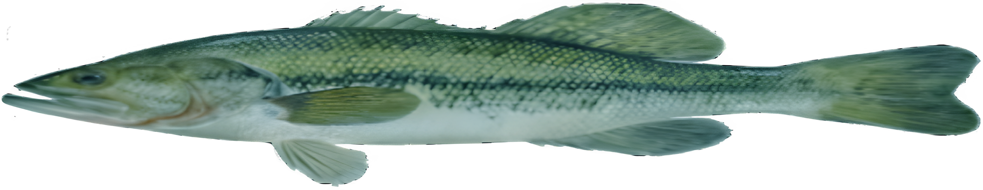 Floating Fish