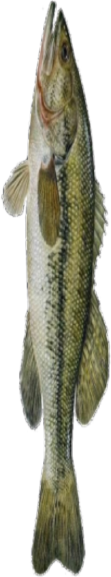 Beeg Fish Not Found
